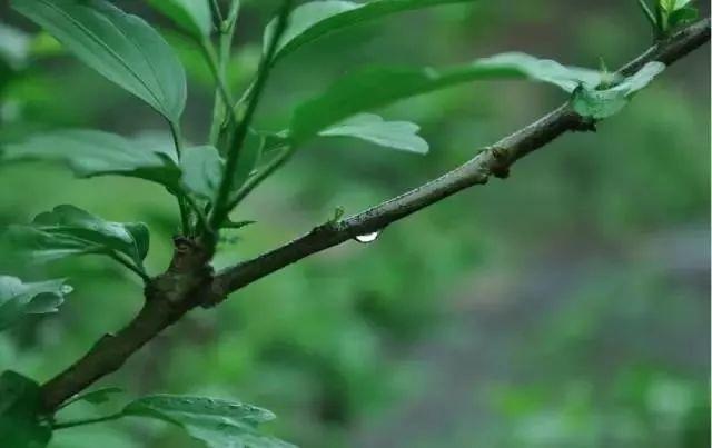 雨水-春雨至,萬(wàn)物生--易造防雷